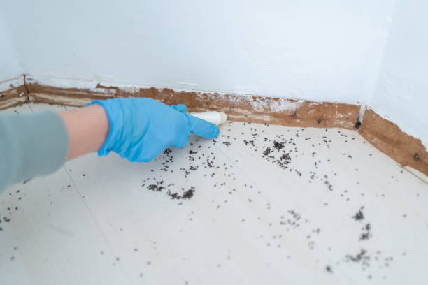 Best Cockroach Control Services  in Bath, MI